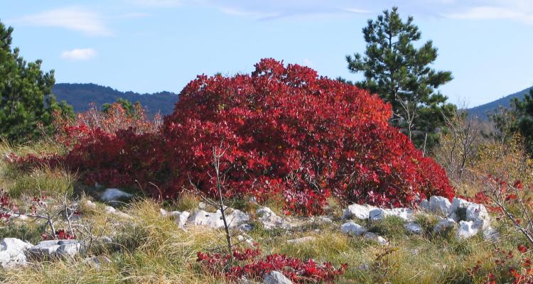 Kraški ruj - Vir: http://www.genspot.com